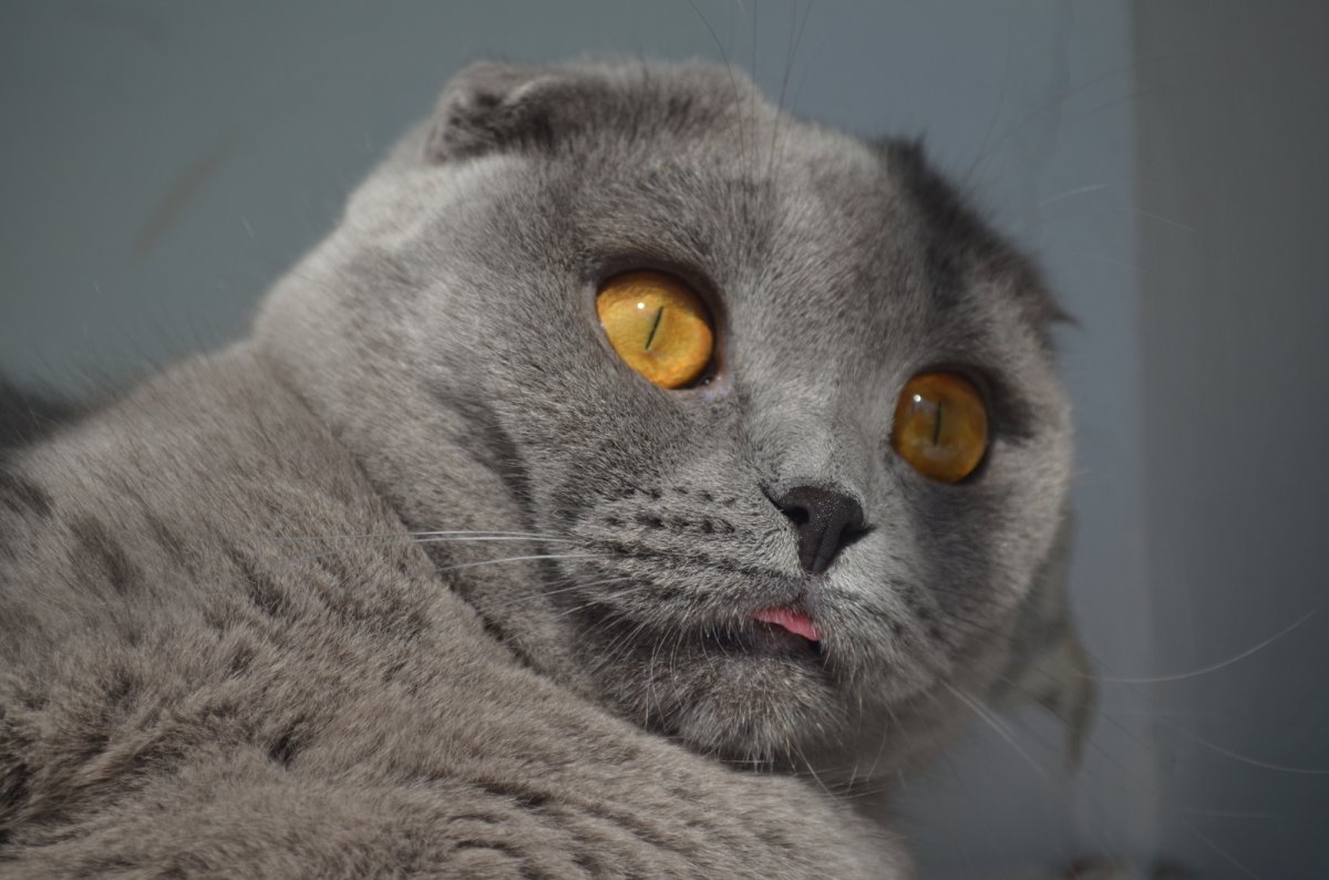 Британец пепельный