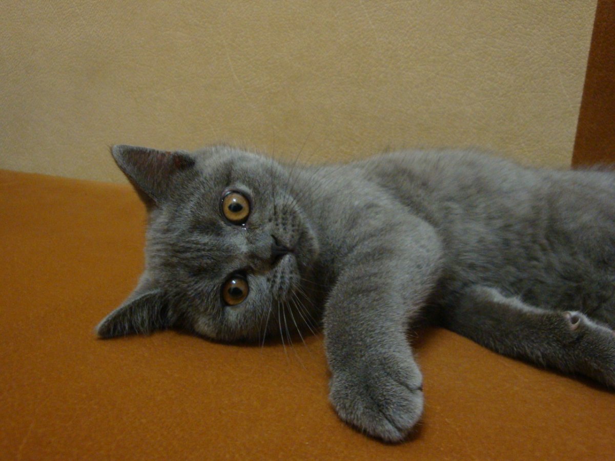 Шотландский прямоухий голубой кот