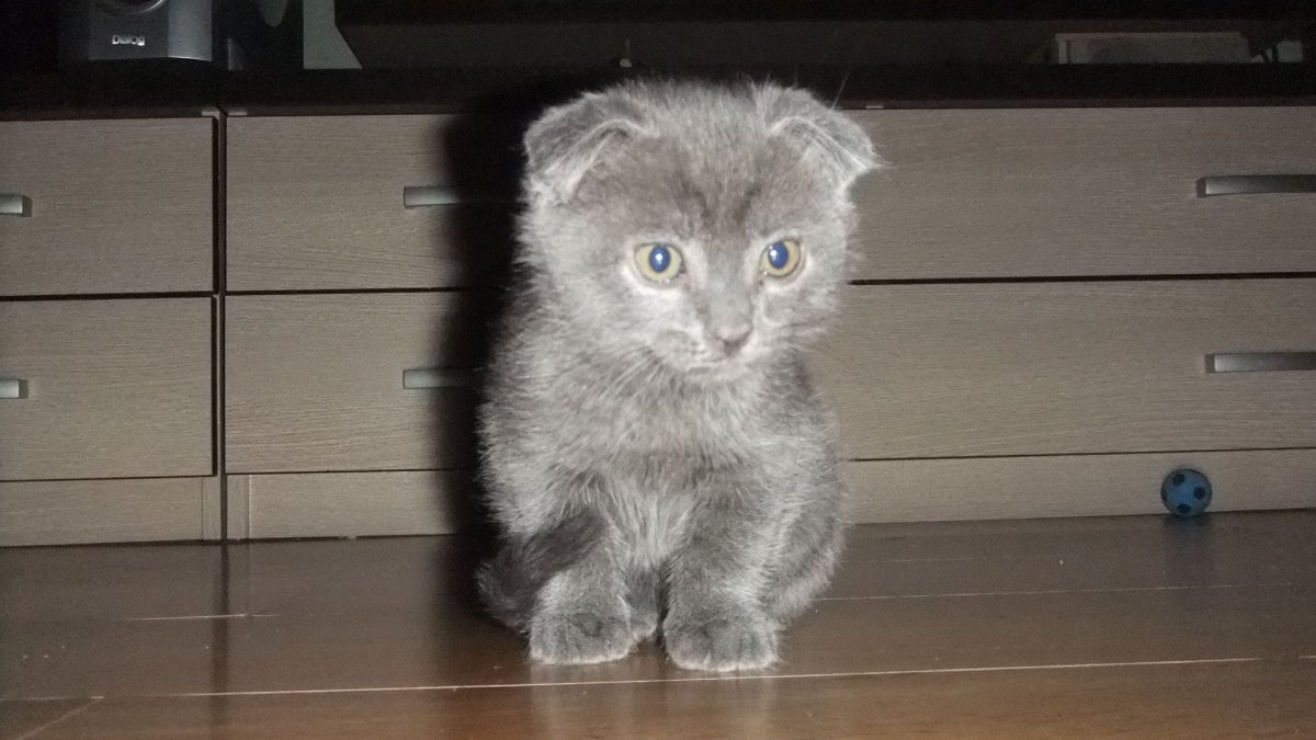 Британская короткошёрстная кошка вислоухая