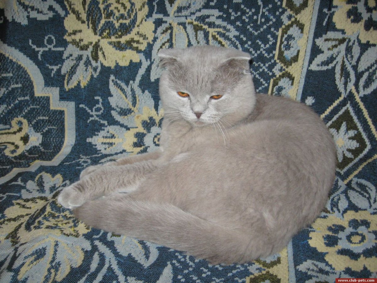 Скоттиш-фолд Шотландская вислоухая