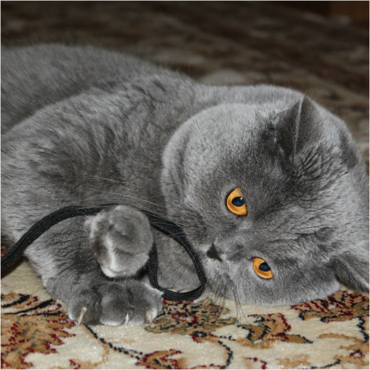 Шотландская вислоухая кошка серая в полоску