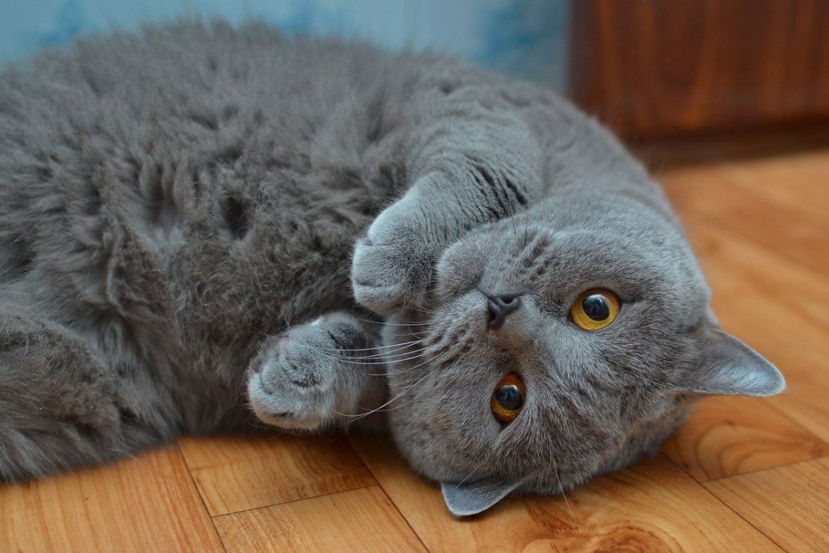 Шотландский вислоухий дымчатый кот