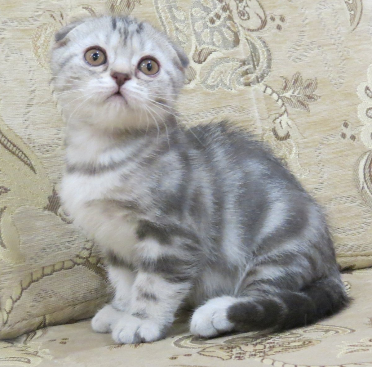 Пепельный шотландец вислоухий