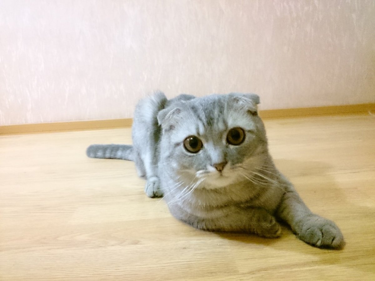 Ель вислоухая фото