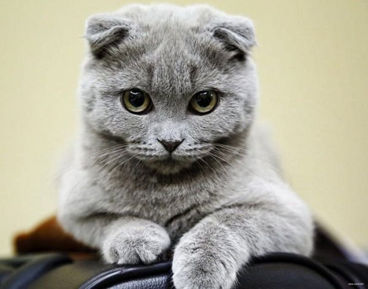Пепельный шотландский кот