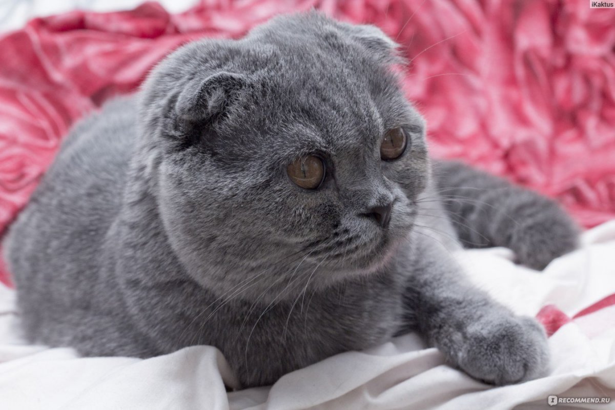 Шотландский вислоухий кот серый