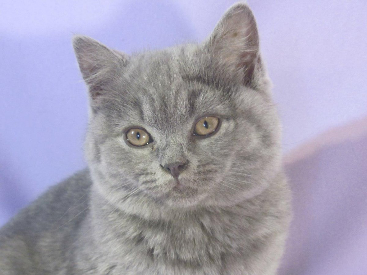 Котенок вислоухий серенький шотландский