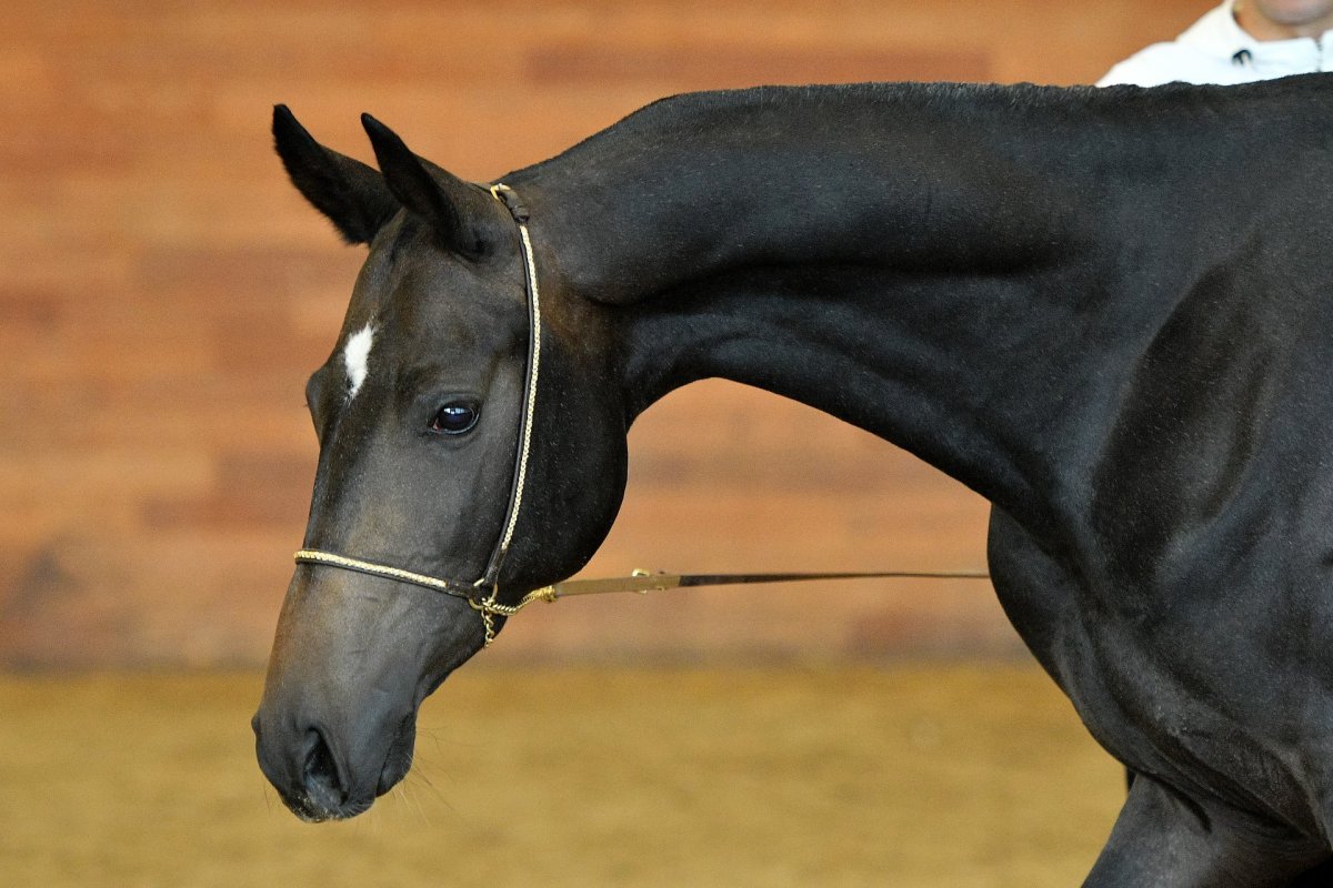 Ахалтекинские скакуны в Дагестане в горах
