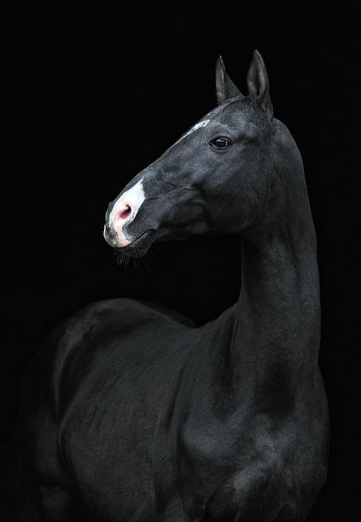 Ахалтекинский жеребец Гаммураби