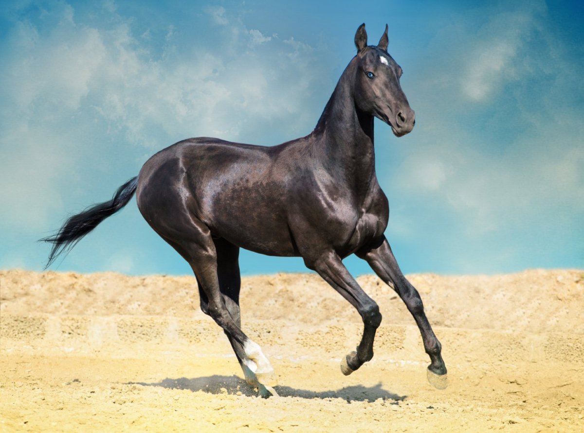 Лошади порода черный бриллиант