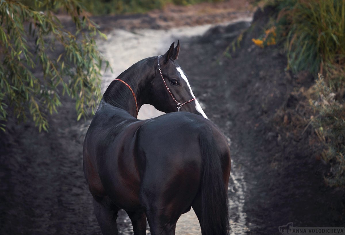 Ахалтекинская лошадь Вороная