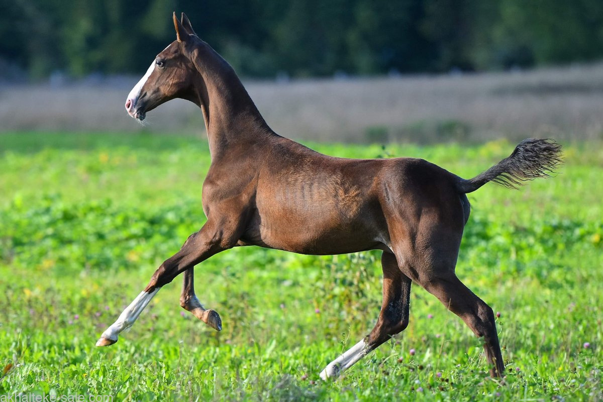 Ахалтекинская лошадь