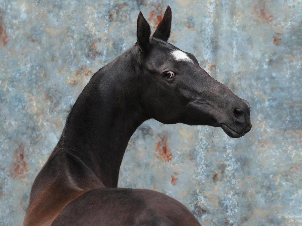 Сереющая Вороная лошадь