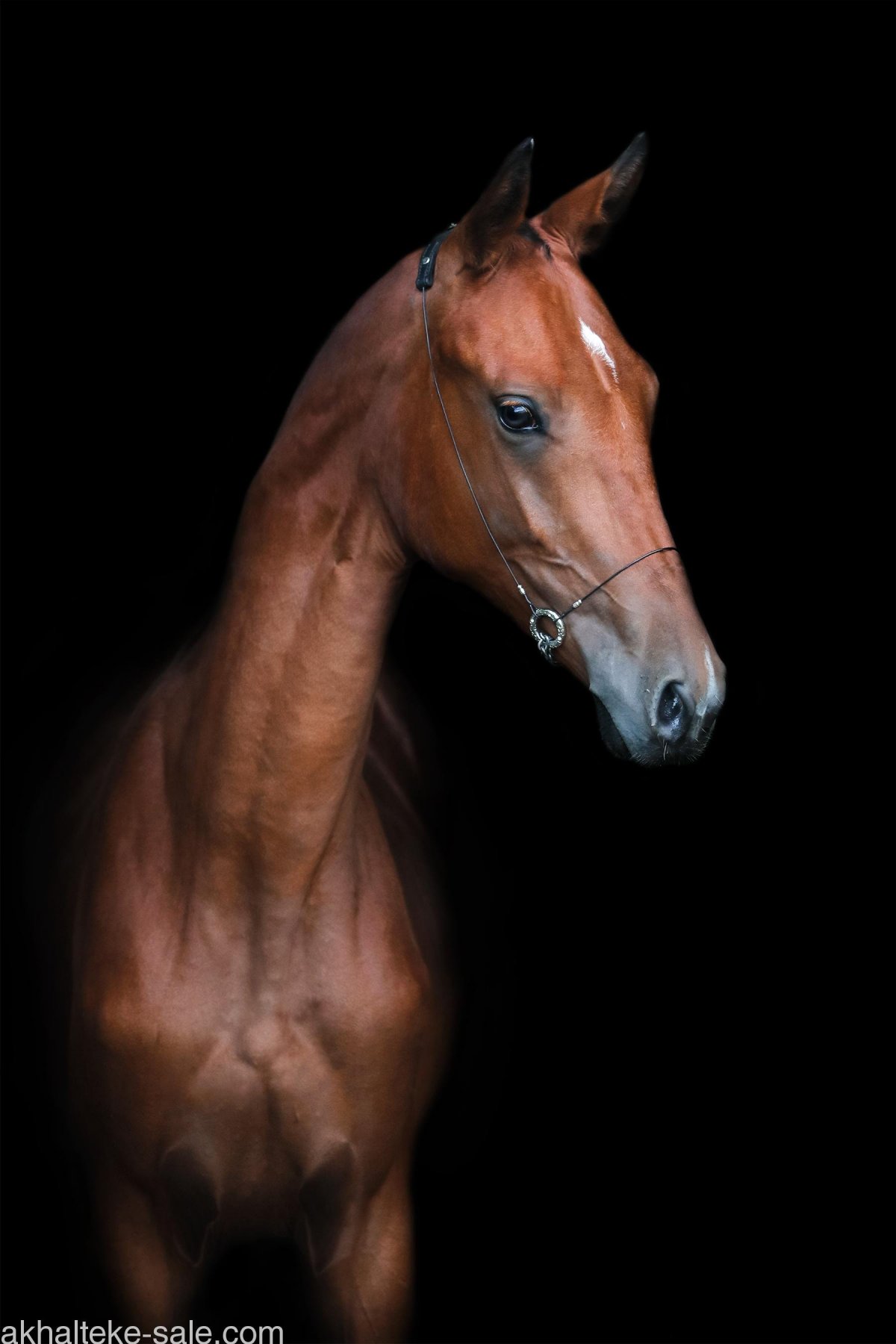 Тохтамыш ахалтекинец