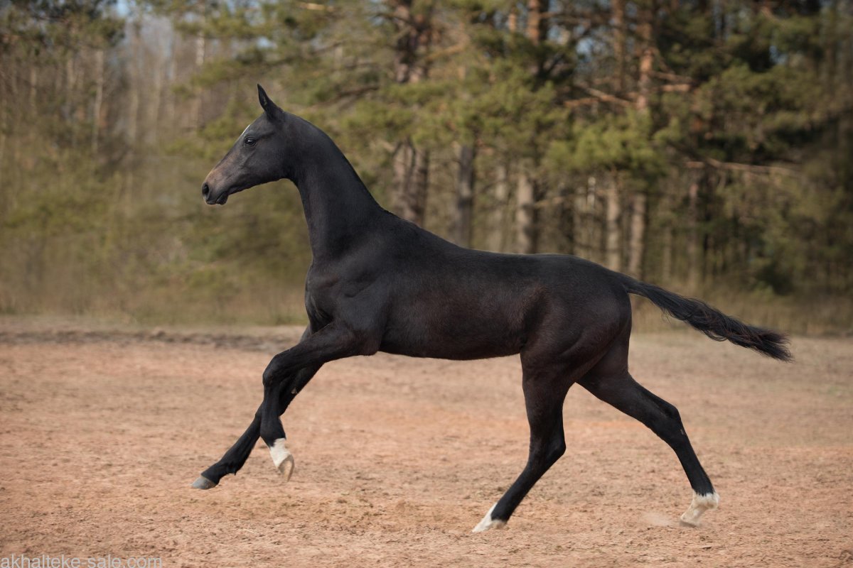 Ахалтекинская лошадь темно гнедая