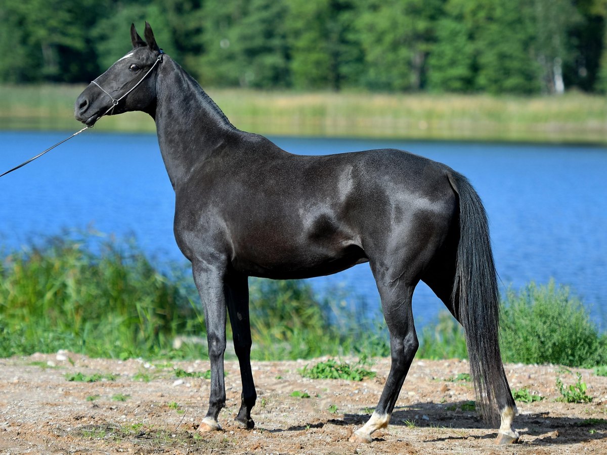 Ахалтекинская лошадь Артек