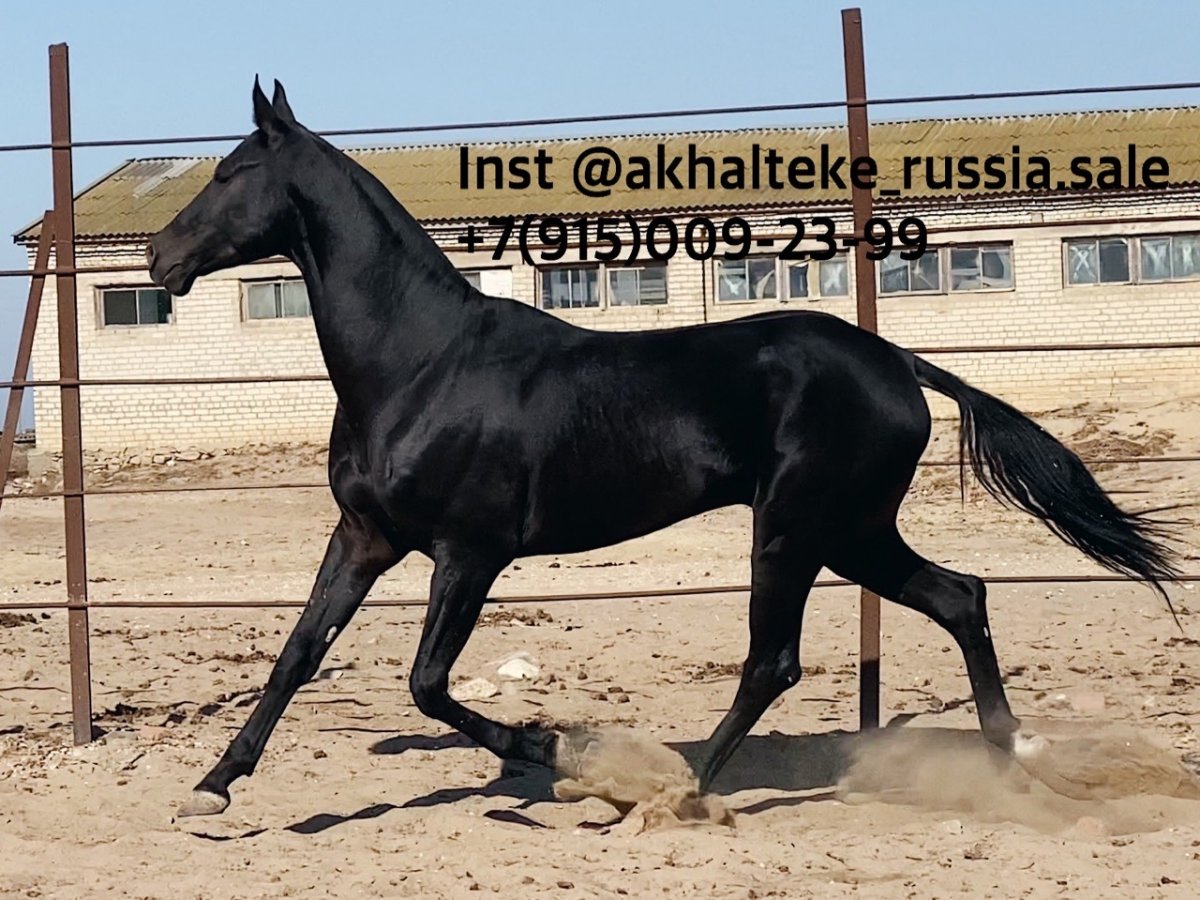 Ахалтекинская лошадь Вороная