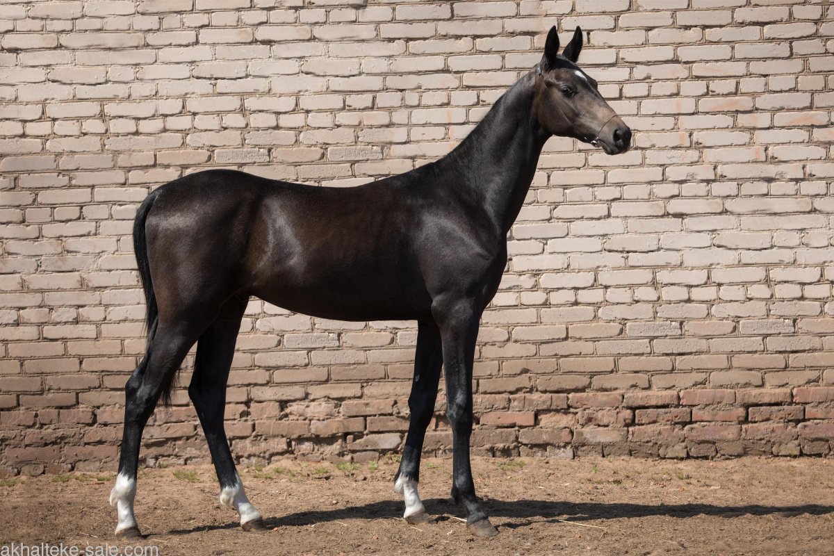 Гнедой ахалтекинец по кличке нагар