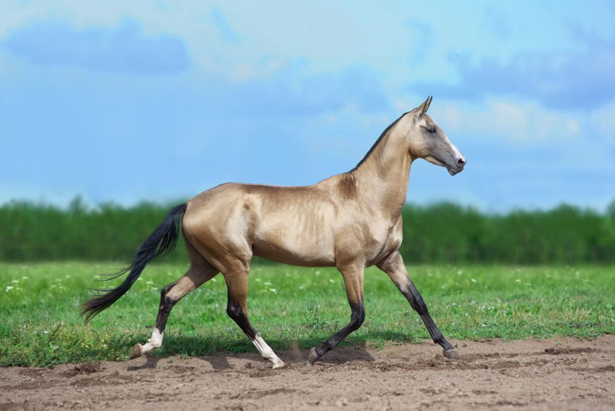 Лошади порода черный бриллиант