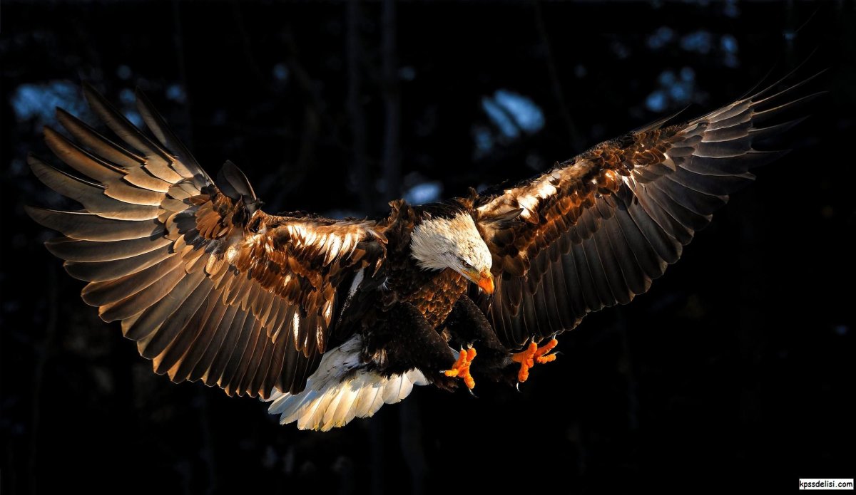 Орел перепелятник