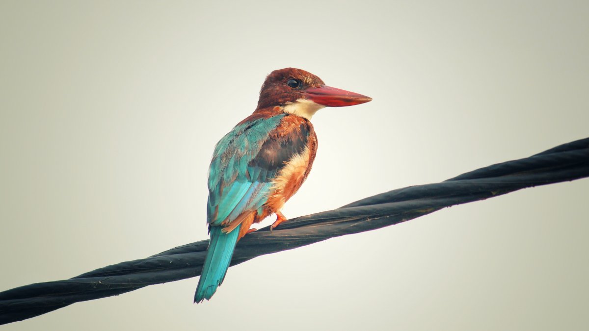 Наши птицы в Африке