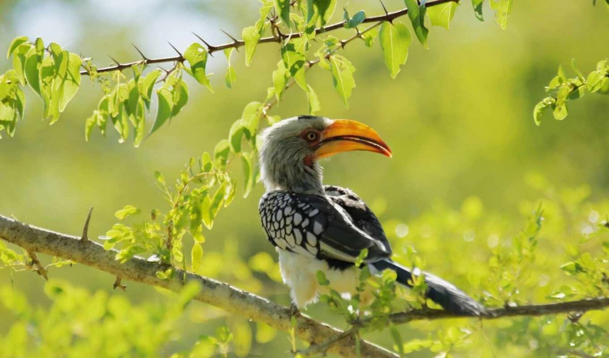Попугай Кеа новая Зеландия