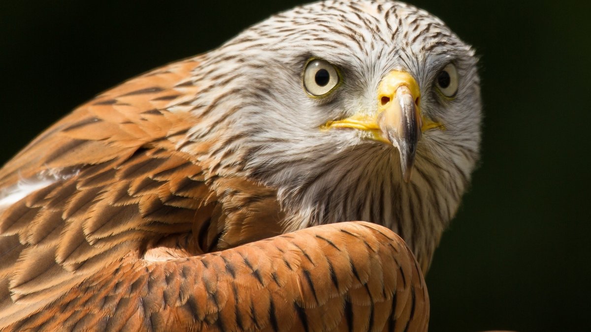 Хищные птицы