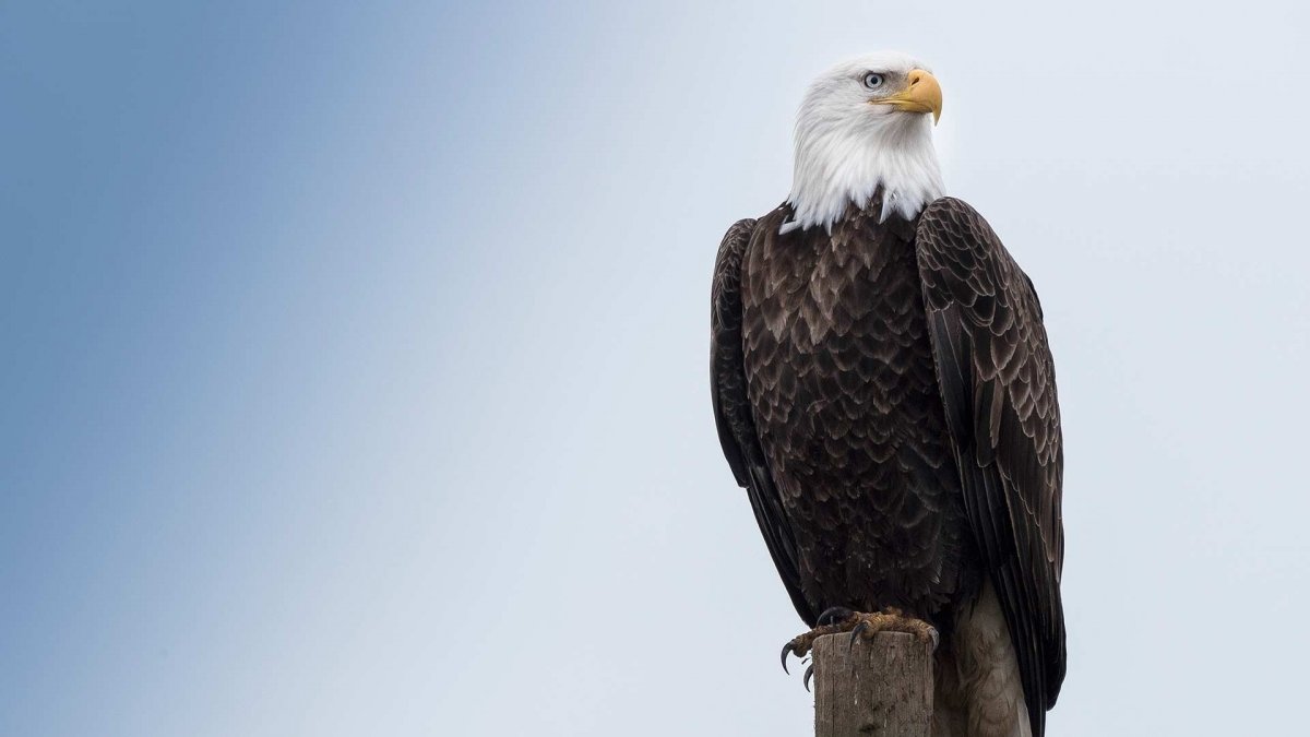Орел в полете