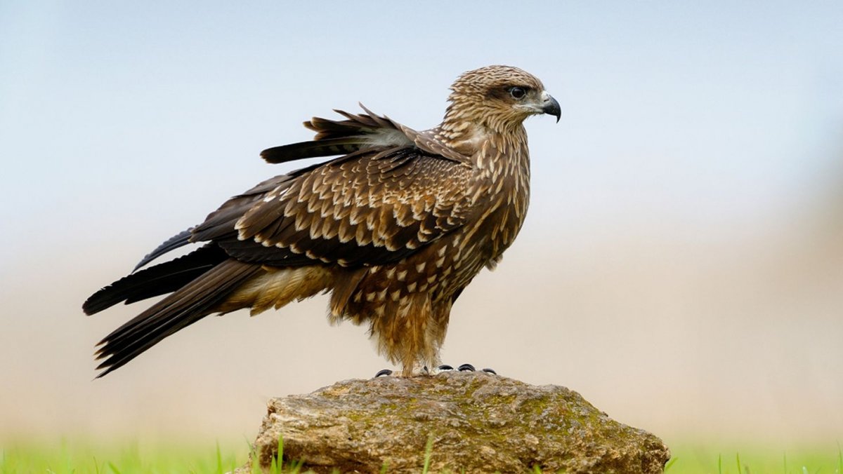 Птицы орёл Коршун Беркут Сокол