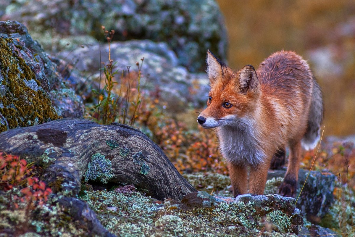 Тигирекский заповедник фауна