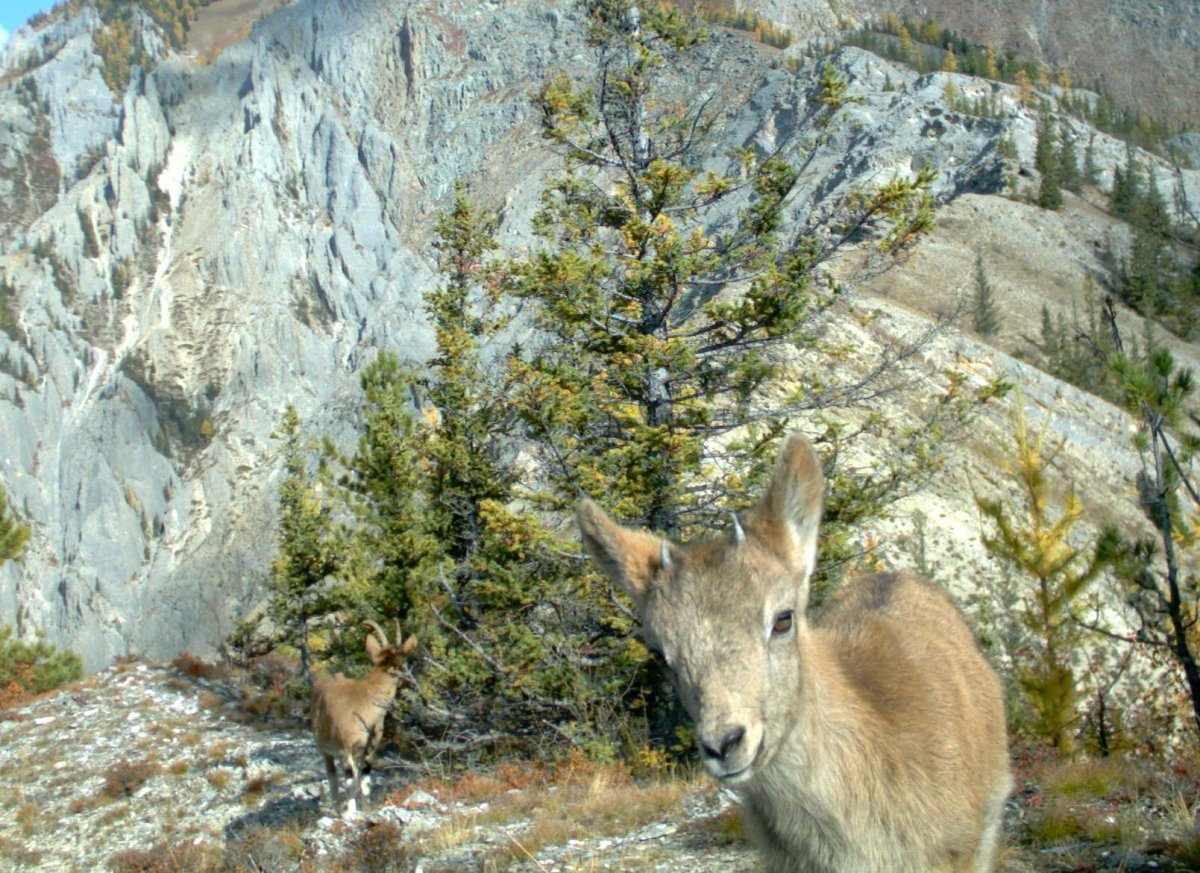 Алтайский заповедник Марал