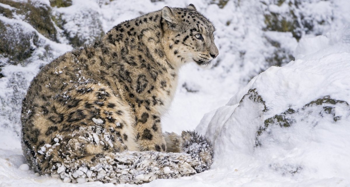 Алтайский горный баран аргали