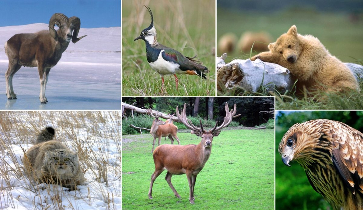 Катунский заповедник Республика Алтай снежный Барс