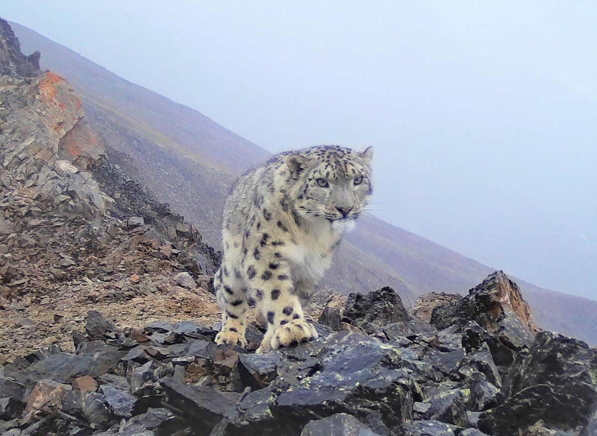 Лисица в Баргузинском заповеднике