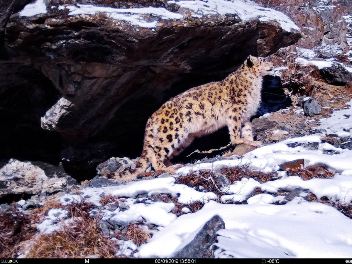 Алтайский государственный природный заповедник фауна