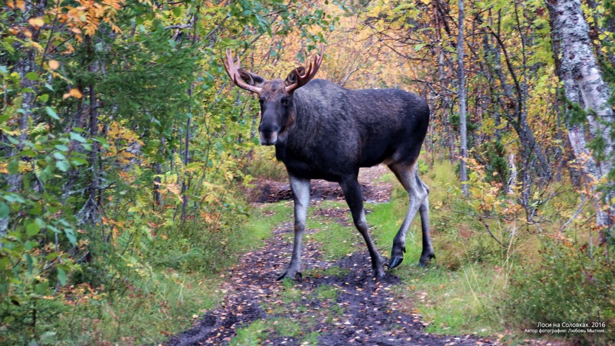 Снежный Барс горный Алтай