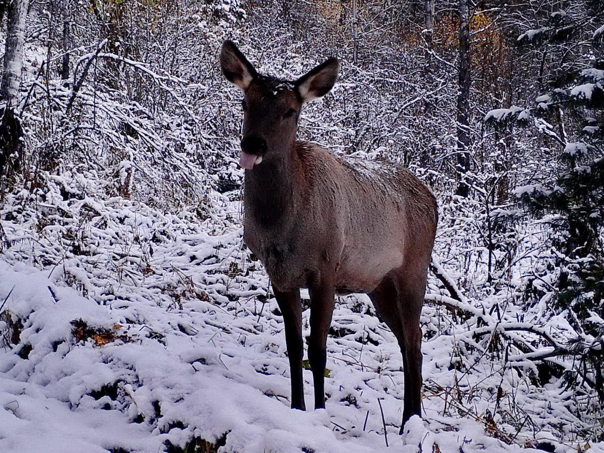 Алтайский биосферный заповедник животные