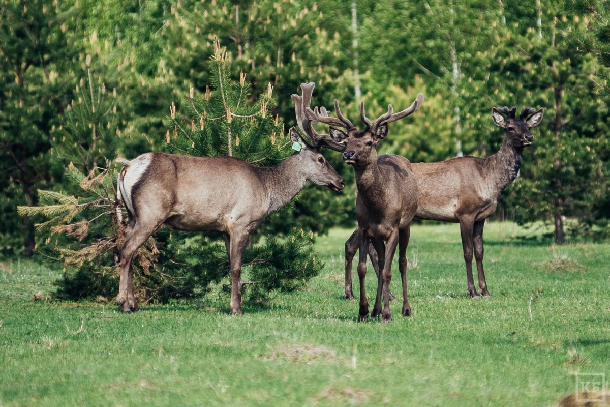 Убсунурская котловина снежный Барс