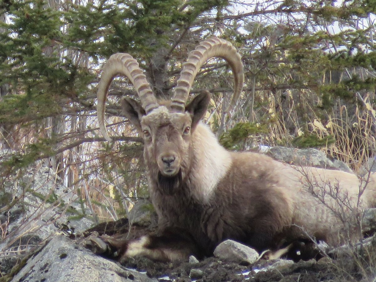 Снежный Барс uncia uncia