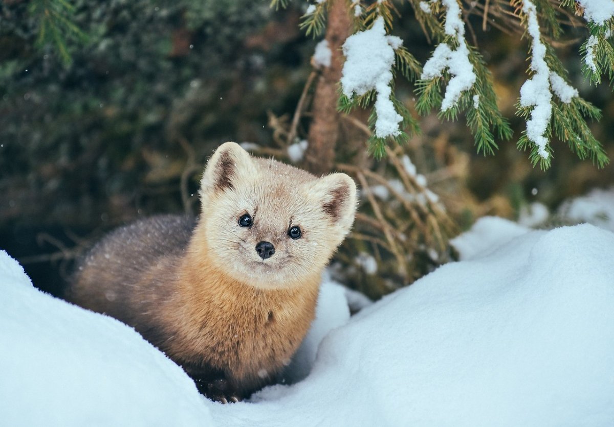 Алтайский заповедник снежный Барс