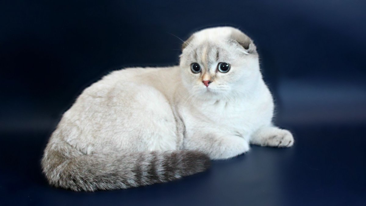 Шотландская голубые глаза Блю поинт