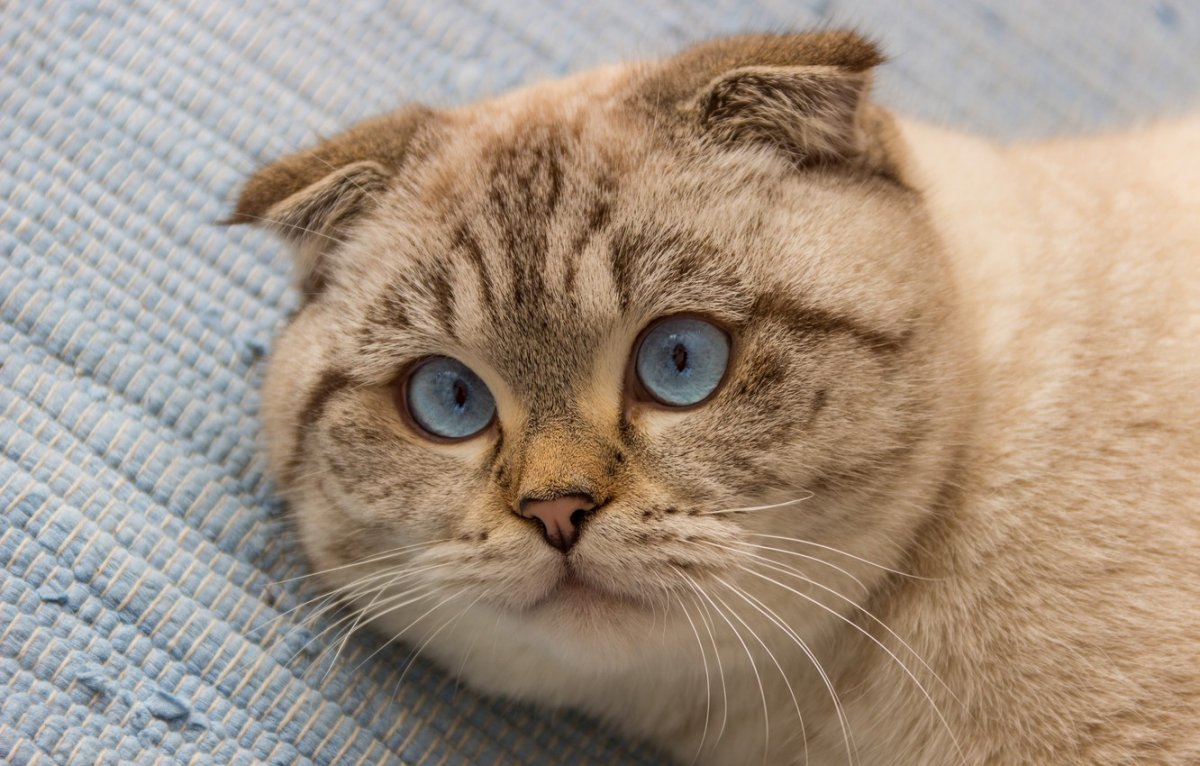 Морда вислоухой кошки