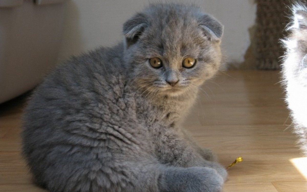 Скоттиш фолд Манчкин