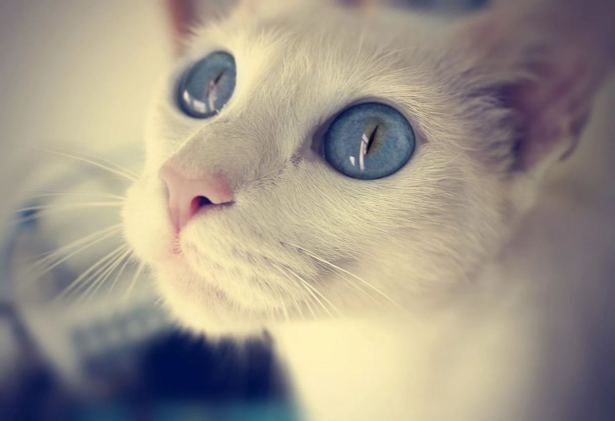 Скоттиш фолд грей