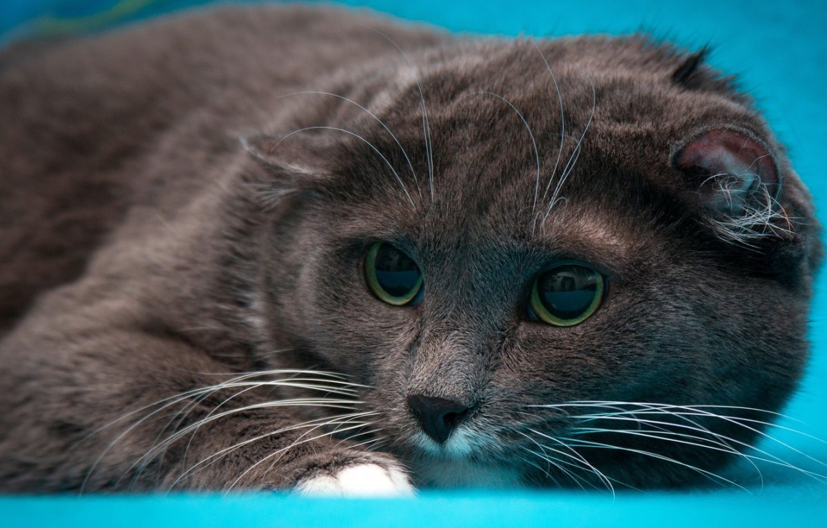 Шотландская кошка скоттиш фолд