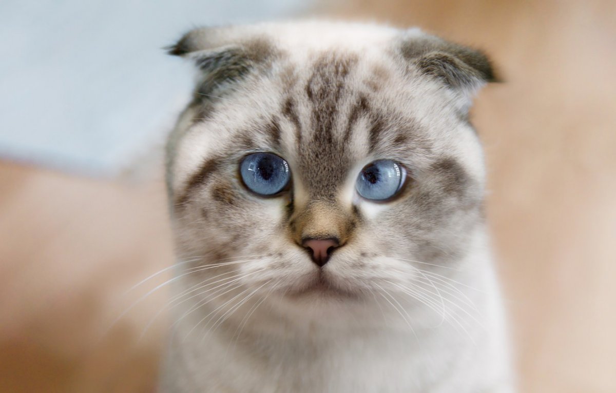 Шотландская вислоухая кошка голубоглазая