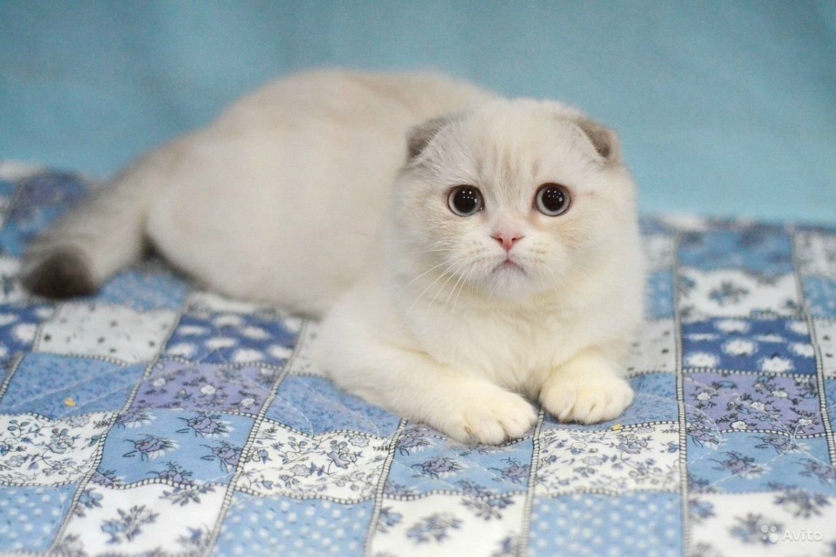 Шотландский скоттиш фолд Шелли