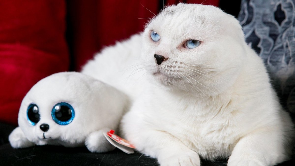 Кошка без ушей