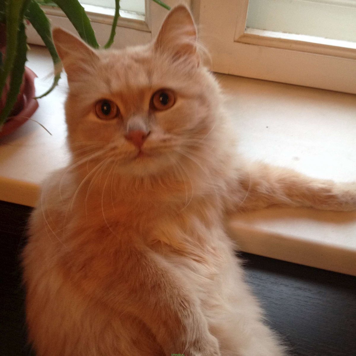 Персиковые животные