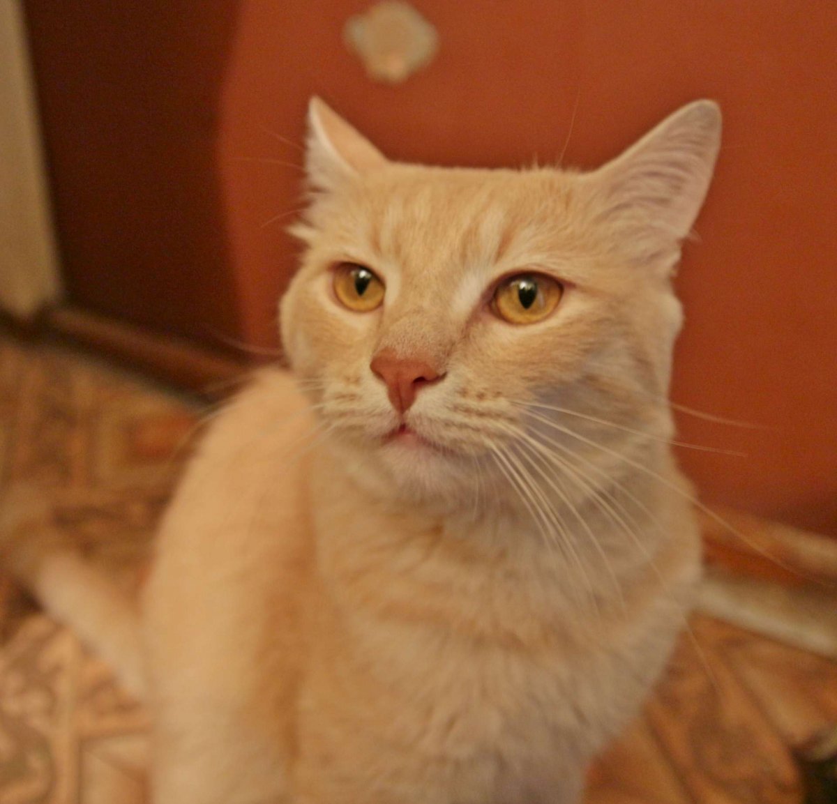 Кот персикового цвета
